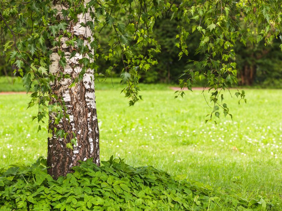 betula pendula