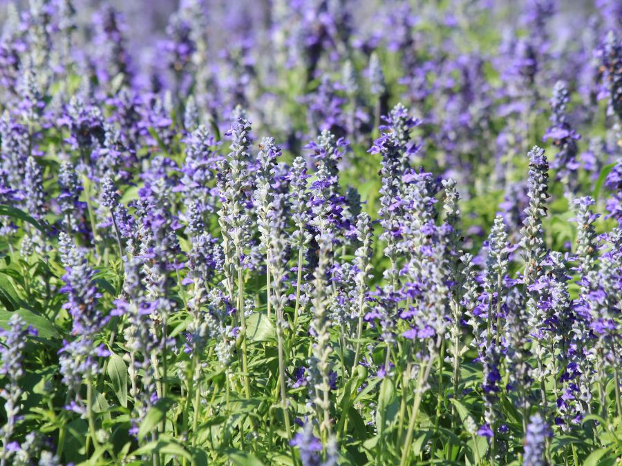 Lavender to bring perfume to the garden