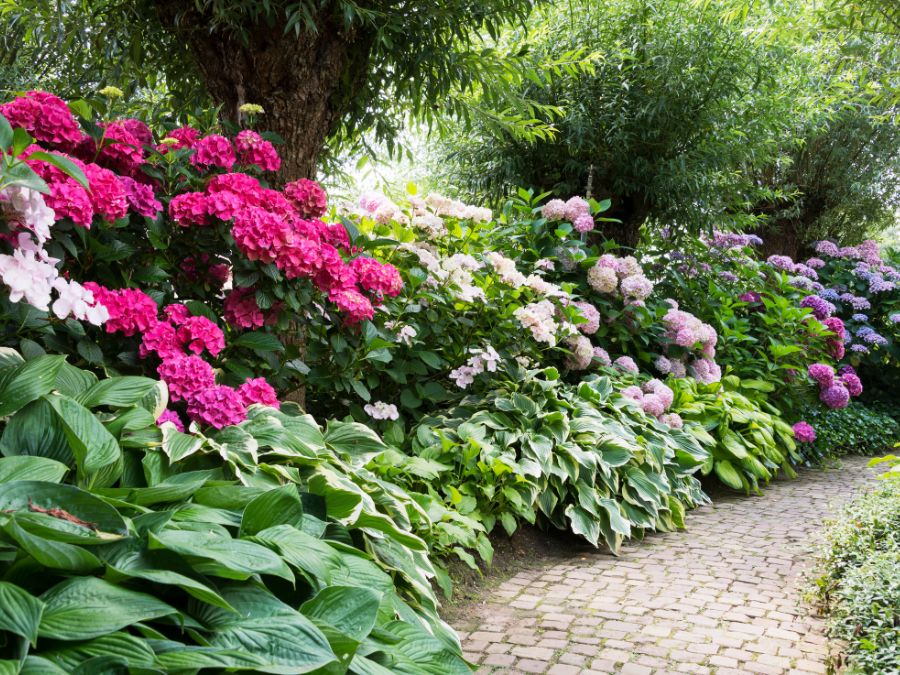 The beauty of Hydrangeas and Hostas in an english pathway