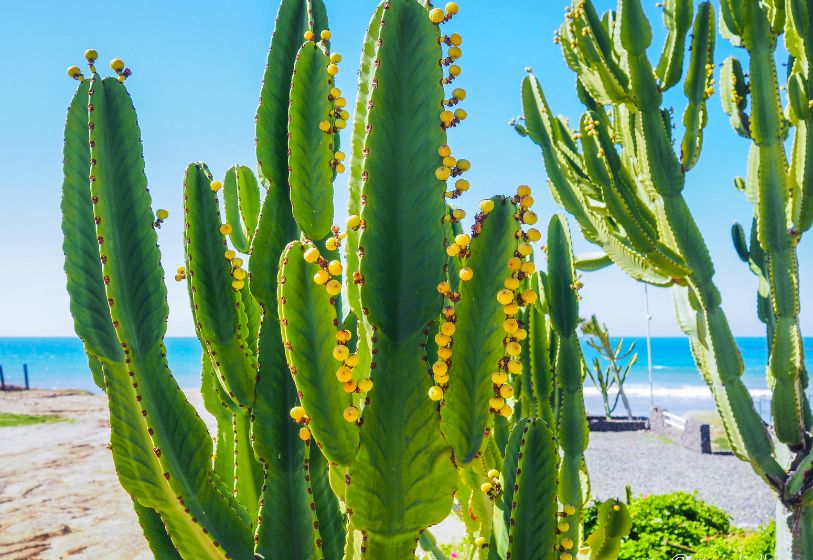 Plants that grow in coastal areas have a talent for being sculptural and vibrant in color. Have you noticed?