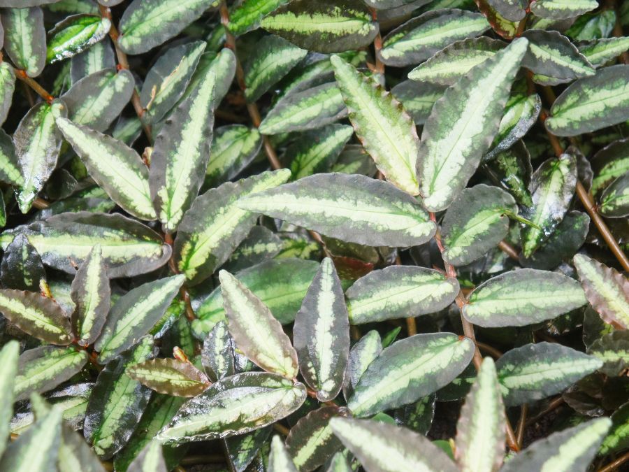 Wandering Jew Ground Cover