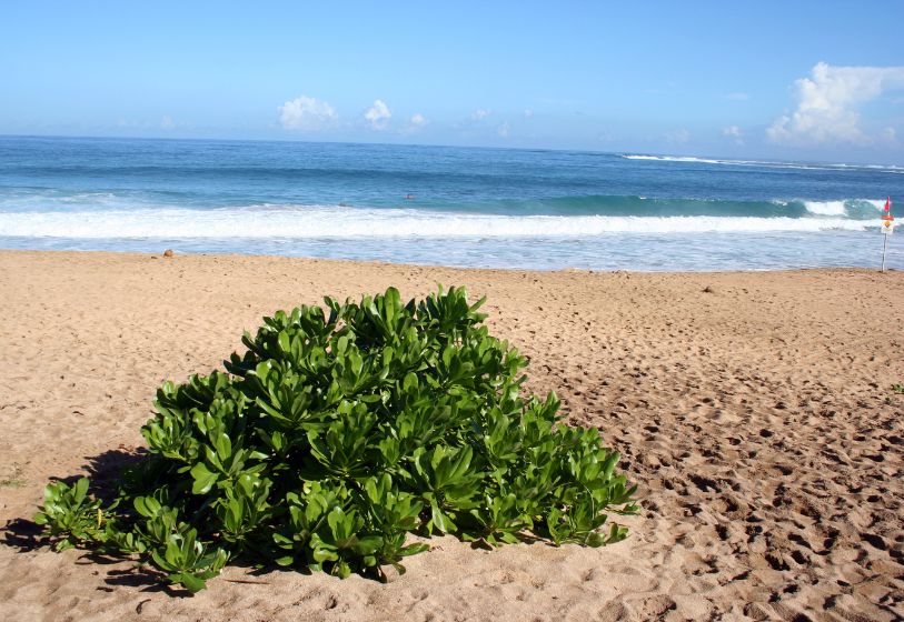 Low-growing species that thrive on the dunes near the sea are an excellent choice as ground cover in a seaside garden.