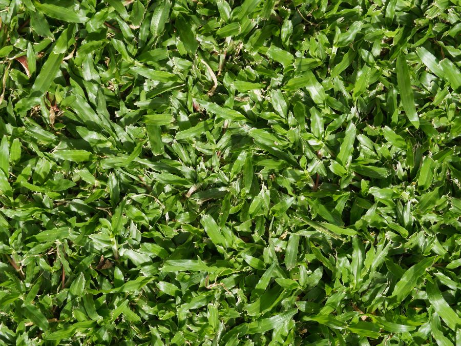 Carpet Grass