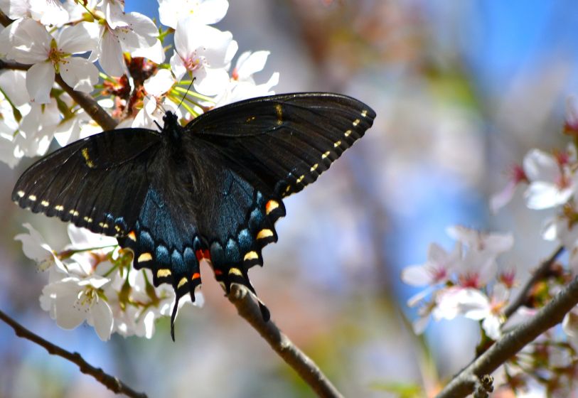 Butterfly in a cherry tree
