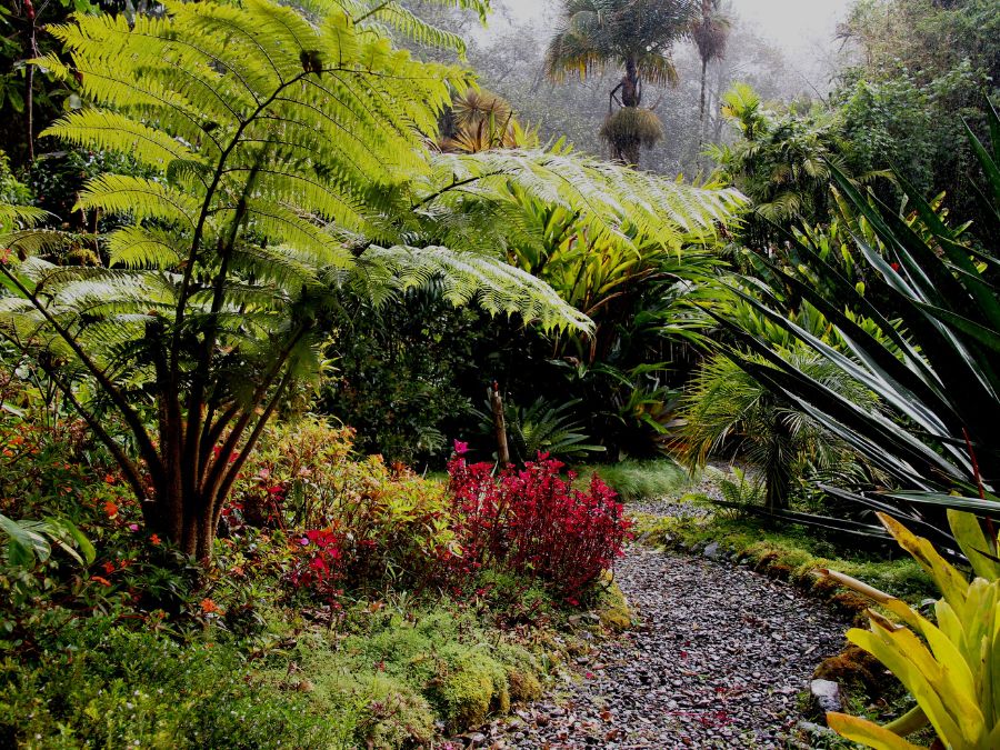 Tropical Garden