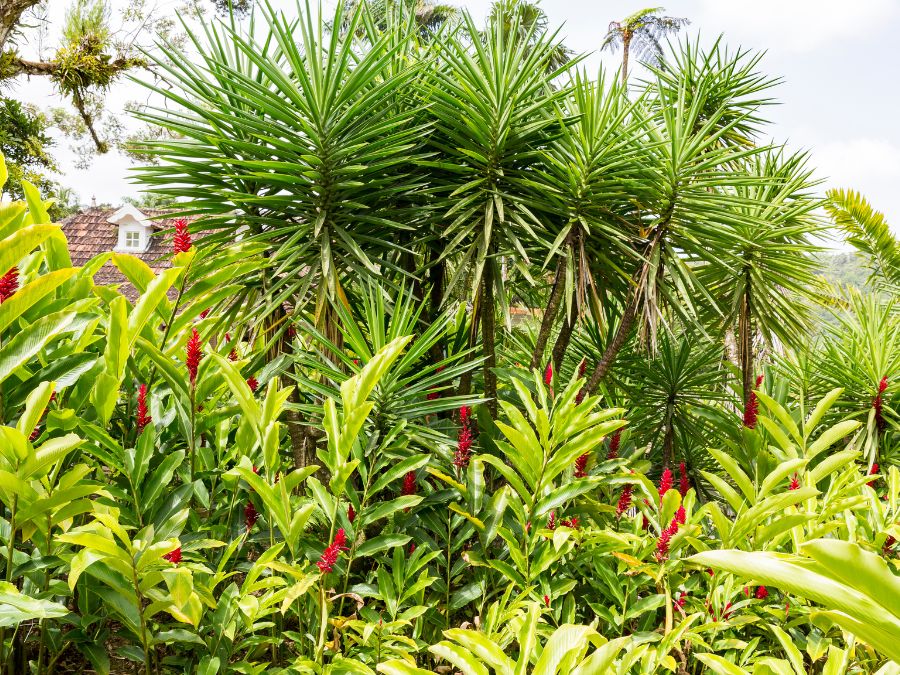 Tropical Garden