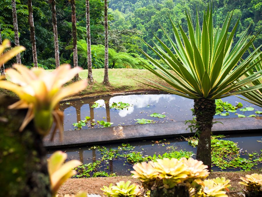 Tropical Garden