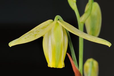 Flower detail