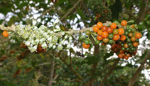 thrush fruit