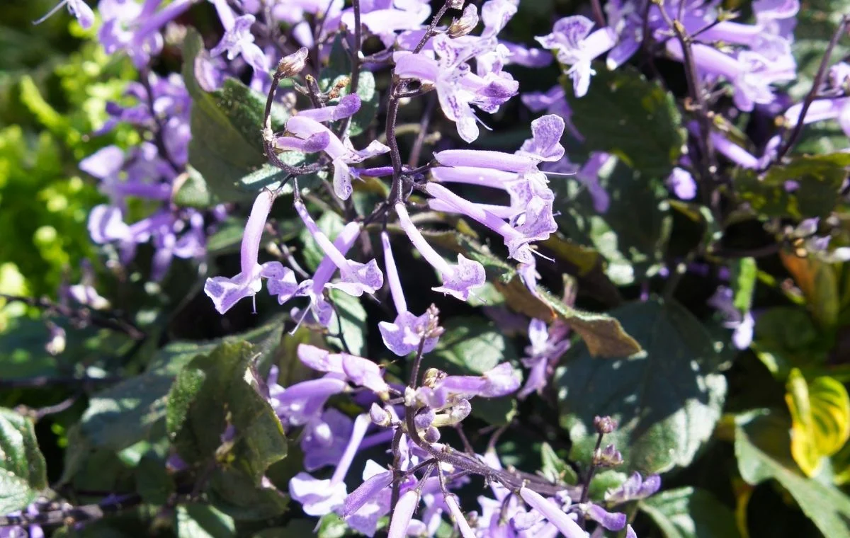 Plectranthus saccatus