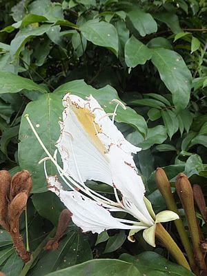 Camoensia - Camoensia scandens