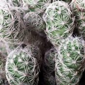 Thimble Cactus - Mammillaria gracilis