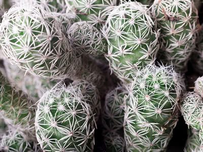 Thimble Cactus - Mammillaria gracilis
