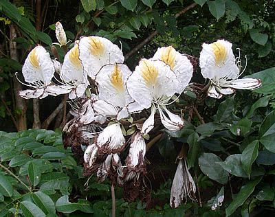 Camoensia - Camoensia scandens