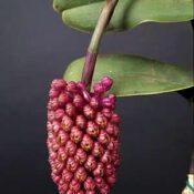 Waxy Cone Orchid - Robiquetia cerina