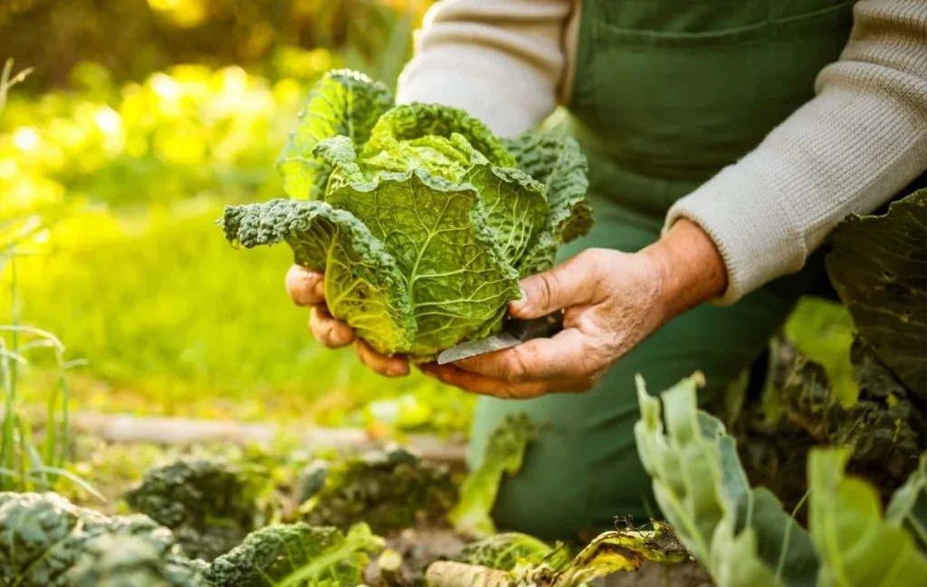 Organic vegetable garden