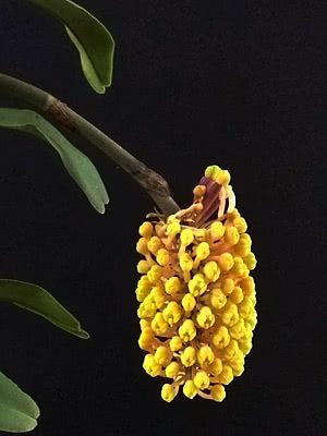 Waxy Cone Orchid - Robiquetia cerina