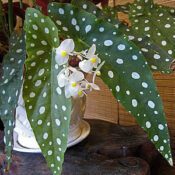 Polka Dot Begonia - Begonia maculata
