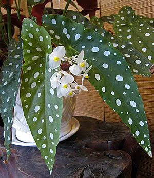 Polka Dot Begonia - Begonia maculata