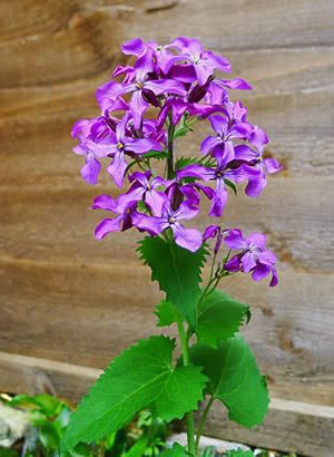 Silver Dollar - Lunaria annua