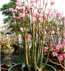 Desert Rose - Adenium arabicum