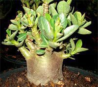 Desert Rose - Adenium arabicum