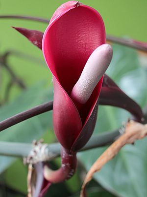 Red-leaf Philodendron - Philodendron erubescens Inflorescence