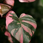 Red-leaf Philodendron - Philodendron erubescens