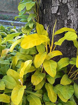 Red-leaf Philodendron - Philodendron erubescens Gold