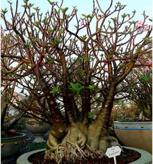 Desert Rose - Adenium arabicum