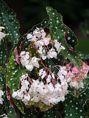 Polka Dot Begonia - Begonia maculata