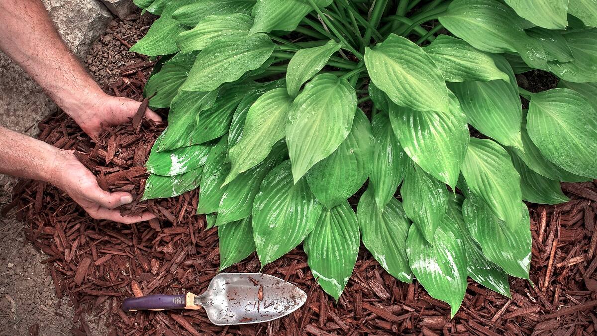 mulching