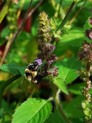 Holy Basil Tulsi - Ocimum tenuiflorum