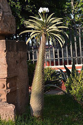 Madagascar palm - Pachypodium lamerei