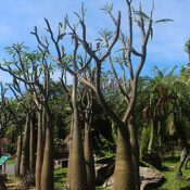 Madagascar palm - Pachypodium lamerei