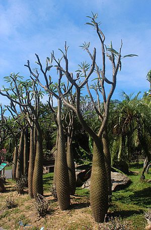 Madagascar palm - Pachypodium lamerei