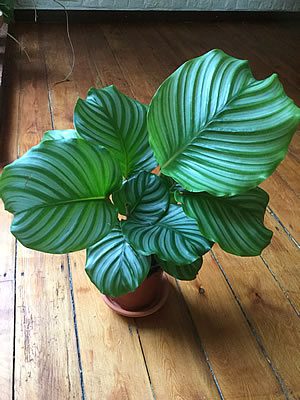 Roundleaf Calathea - Goeppertia orbifolia