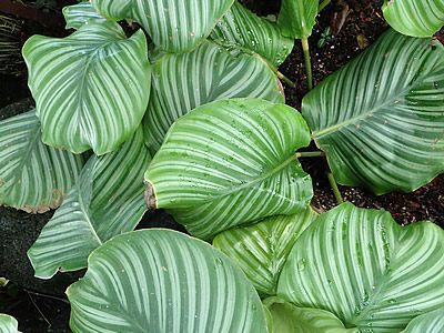 Roundleaf Calathea - Goeppertia orbifolia