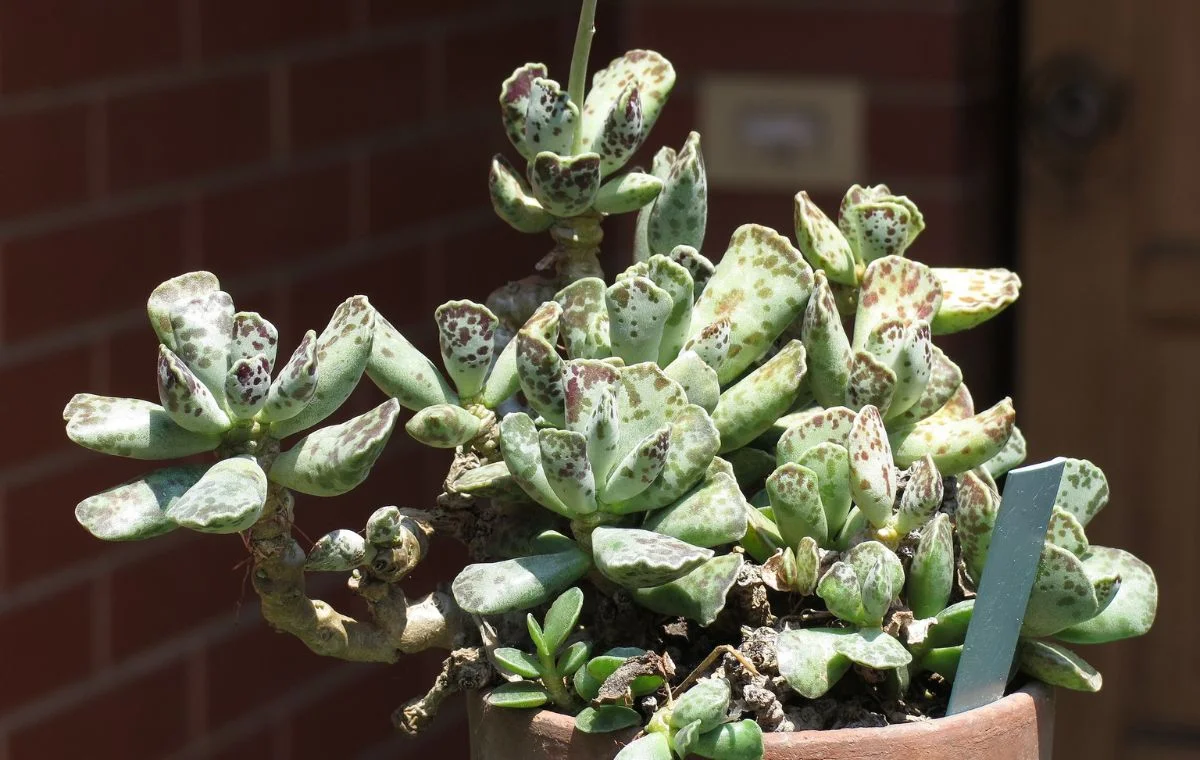 Adromischus_cooperi