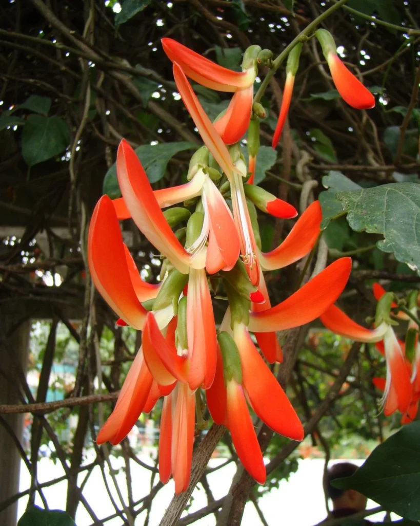 Cratylia spectabilis, Camptosema grandiflorum, Dwarf Red Jade