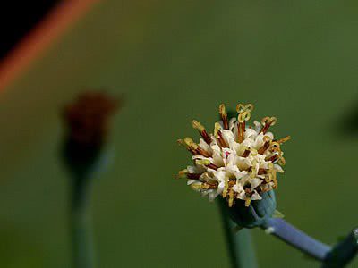 Blue Chalksticks – Curio repens flower