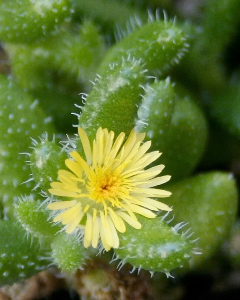 Pickle Plant - Delosperma echinatum