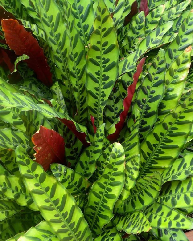 Geoppertia insignis - Rattlesnake plant