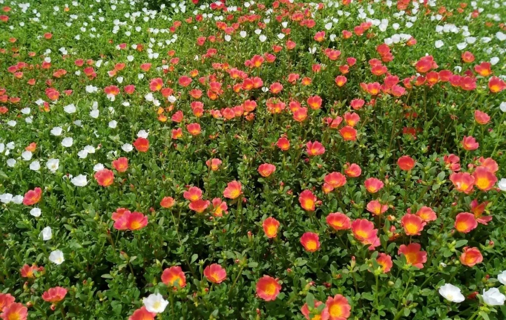 Purslane – Portulaca oleracea