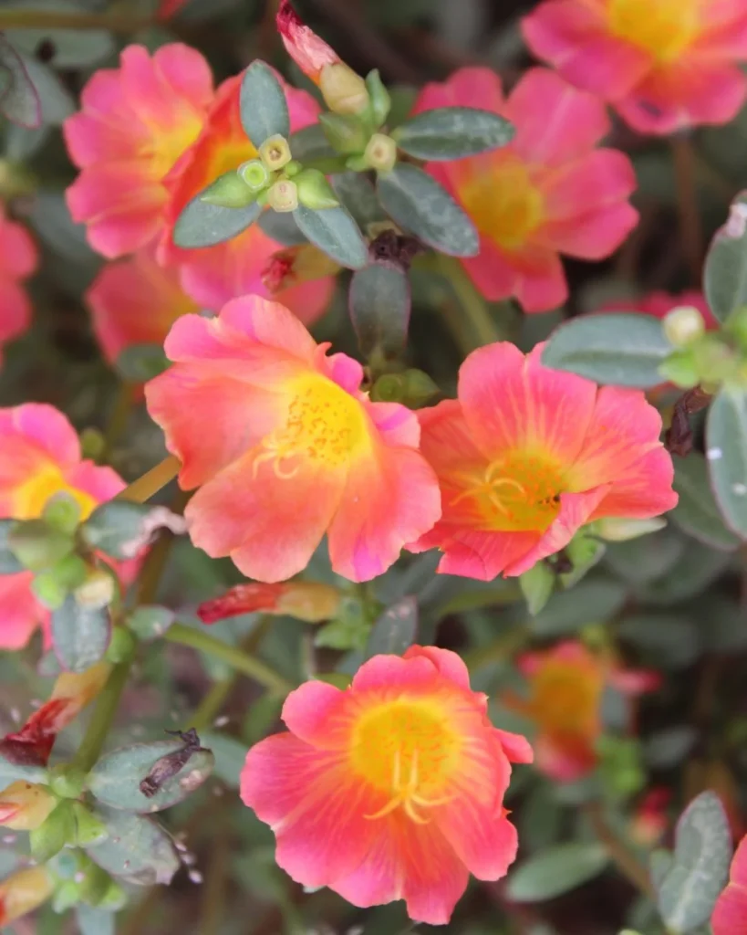 Purslane – Portulaca oleracea