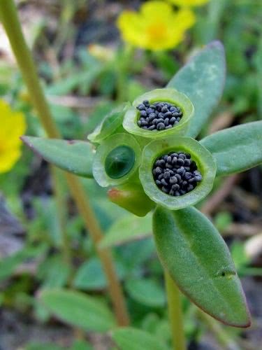 Purslane – Portulaca oleracea