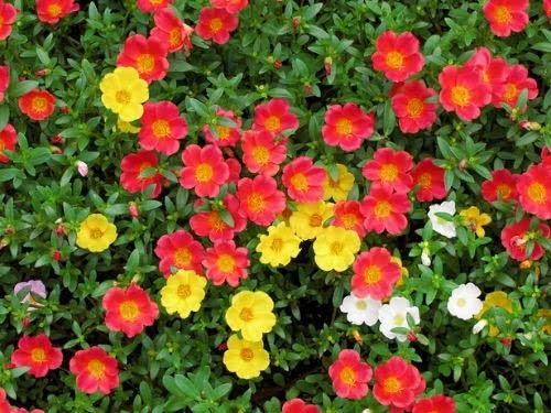 Purslane – Portulaca oleracea