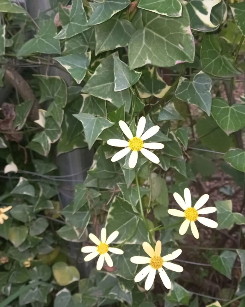 Cape Ivy - Senecio macroglossus