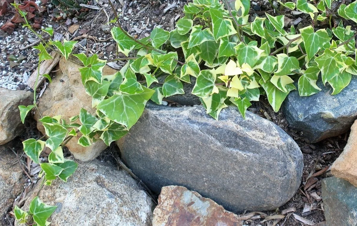 The beauty of the variegated Cape Ivy.