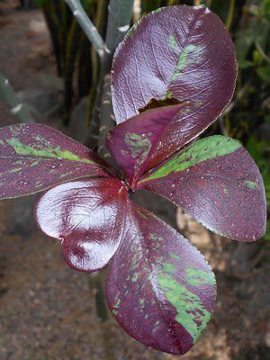 African Milk Bush – Euphorbia umbellata